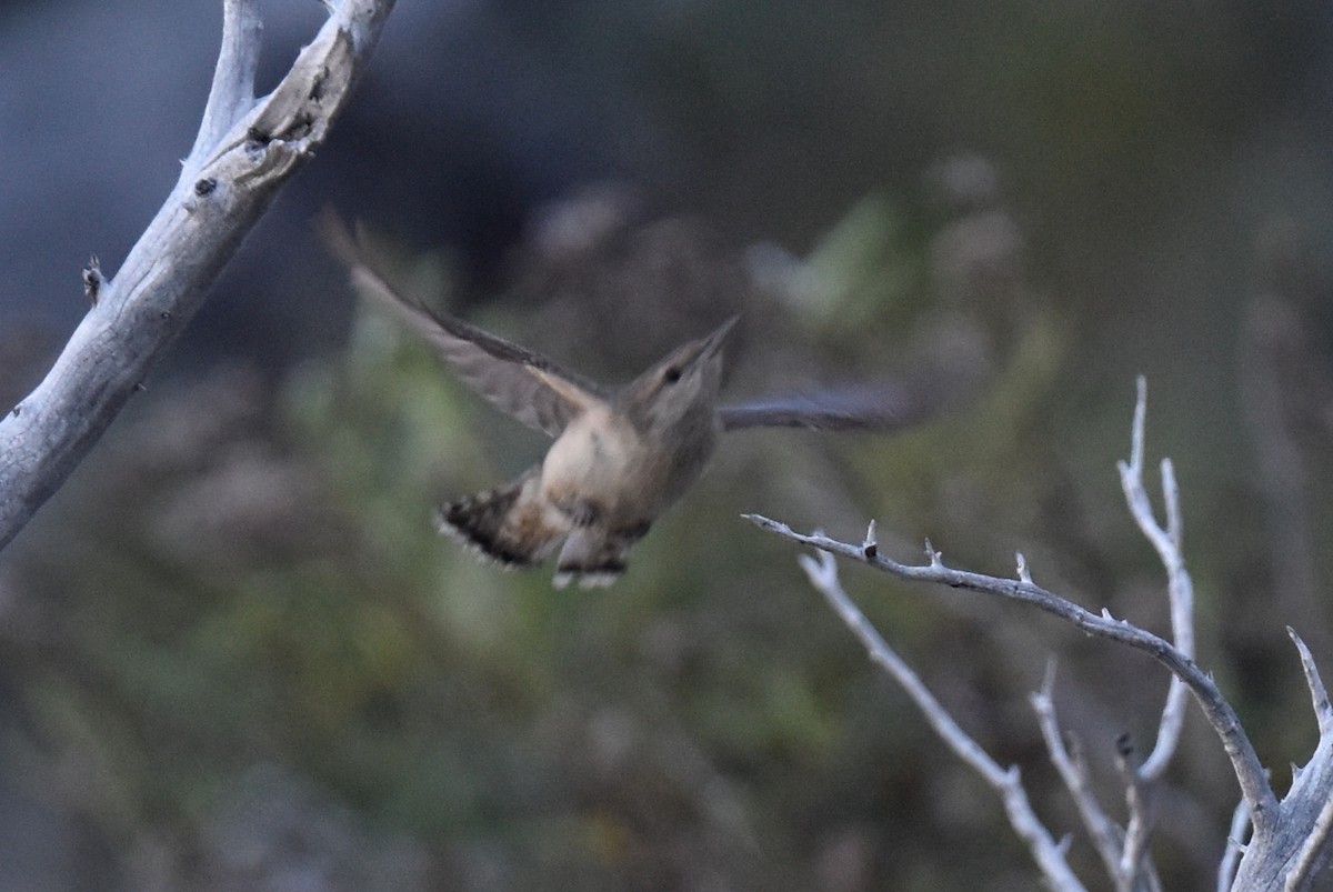 Rock Wren - ML620731093