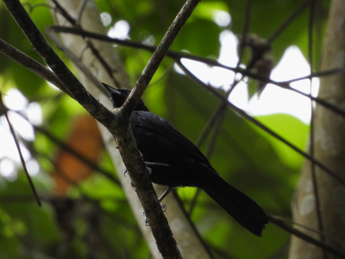 White-lined Tanager - ML620731094