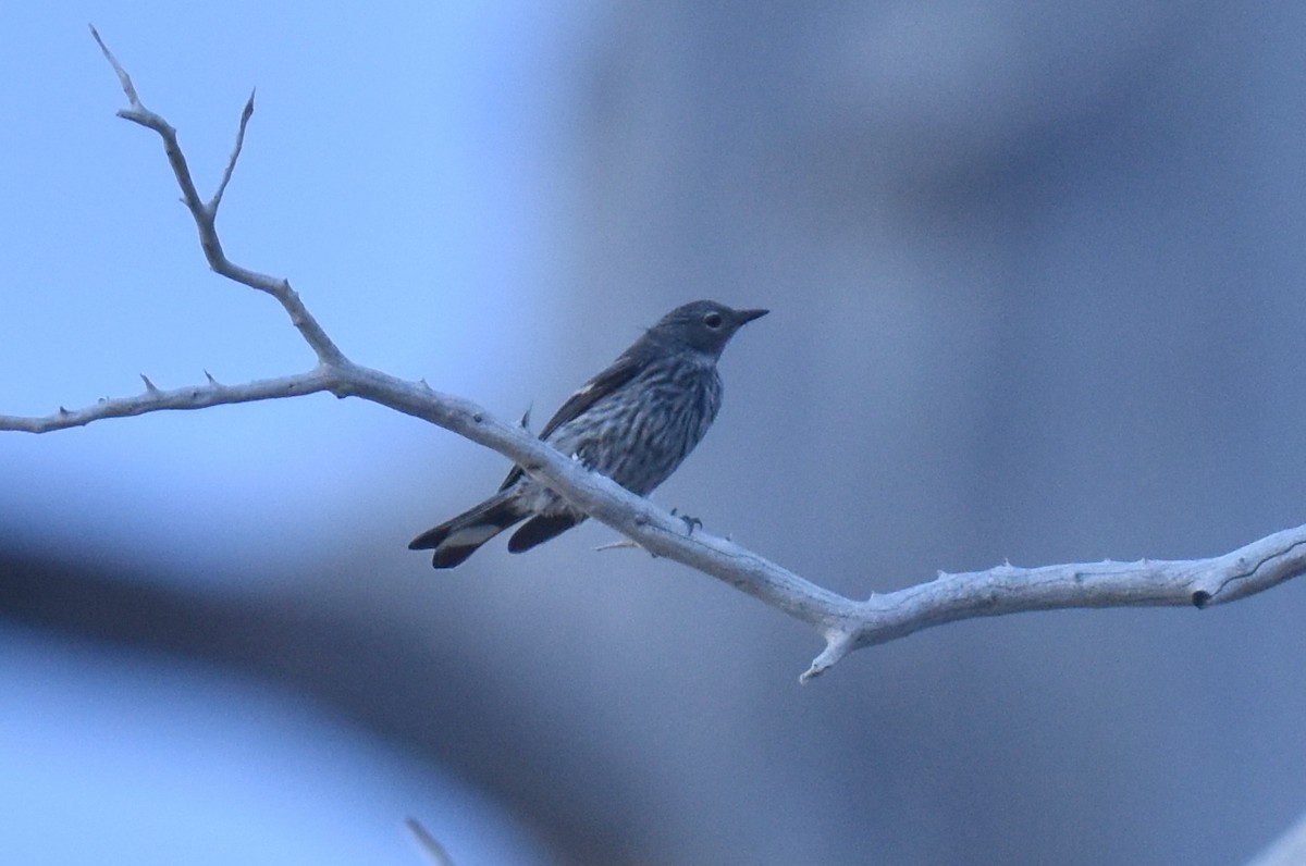 Yellow-rumped Warbler (Audubon's) - ML620731095