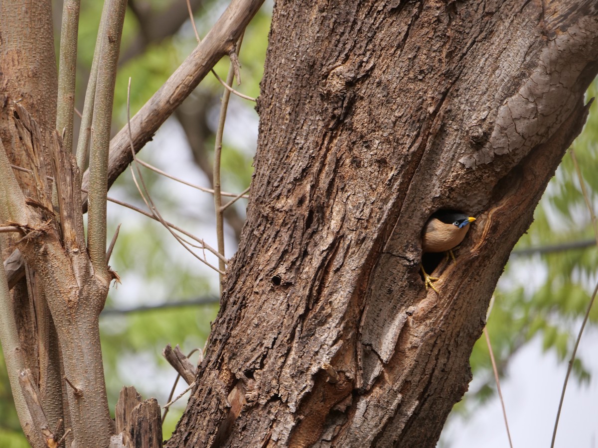 Brahminy Starling - ML620731097