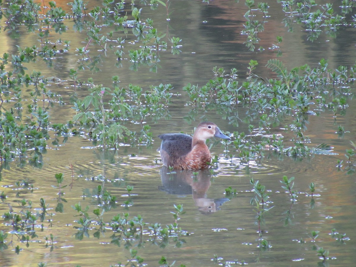 Rosy-billed Pochard - ML620731100