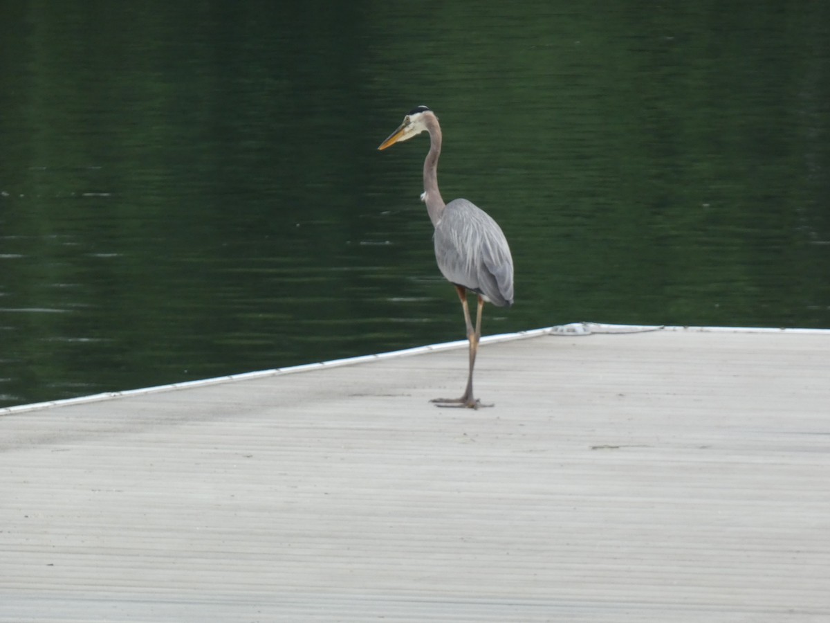 Great Blue Heron - ML620731103