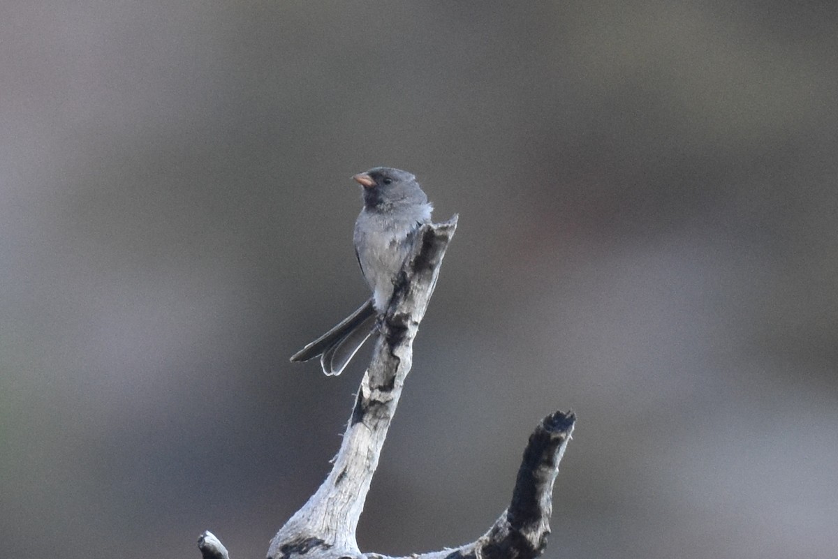 Black-chinned Sparrow - ML620731105