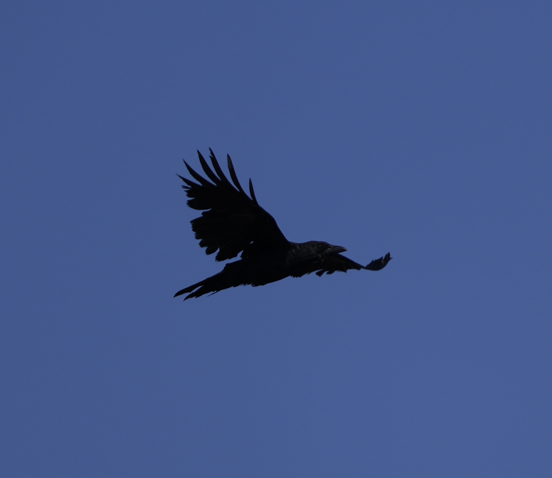 Common Raven - ML620731109