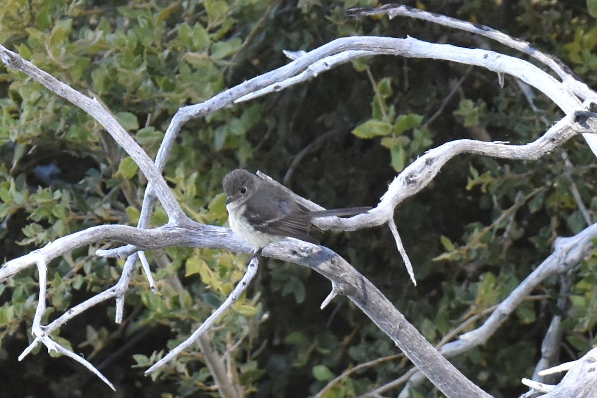 Dusky Flycatcher - ML620731110