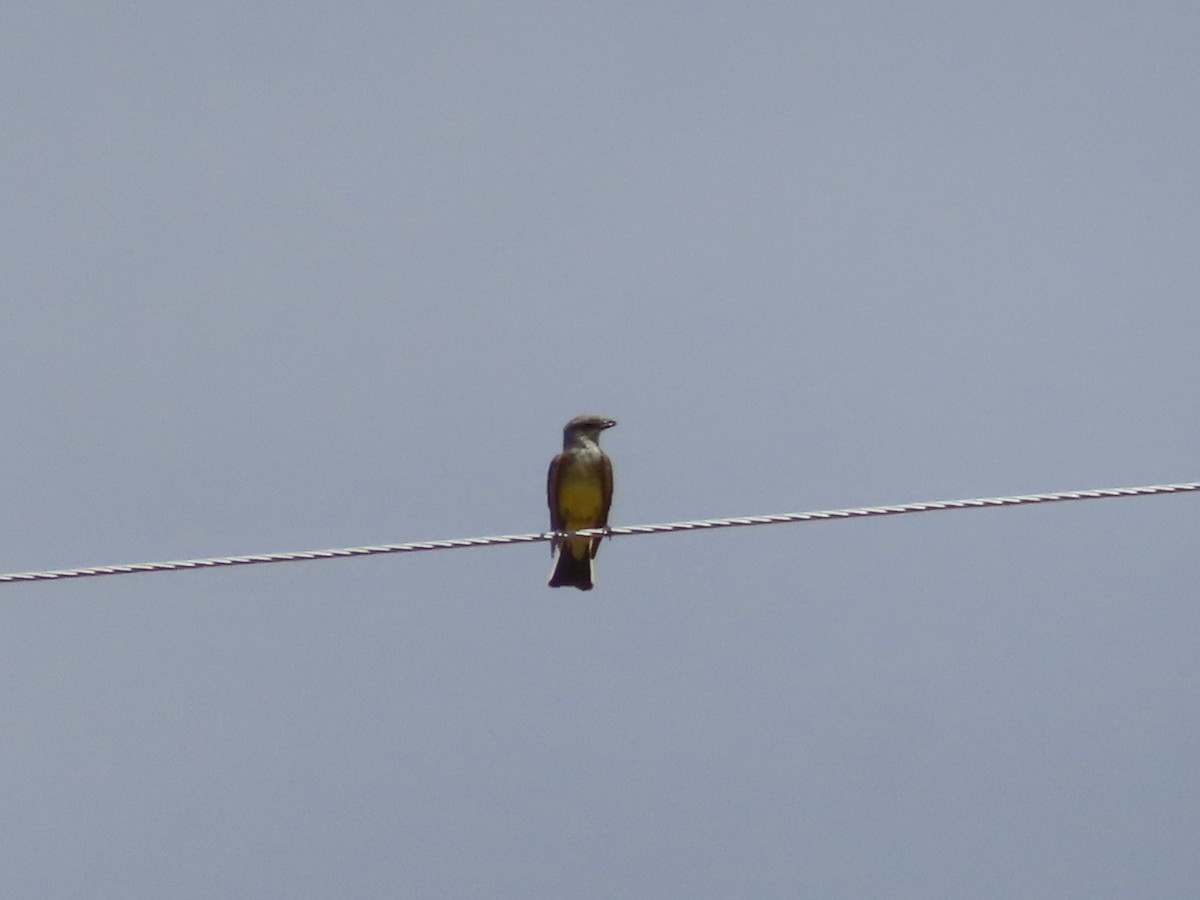 Western Kingbird - ML620731112