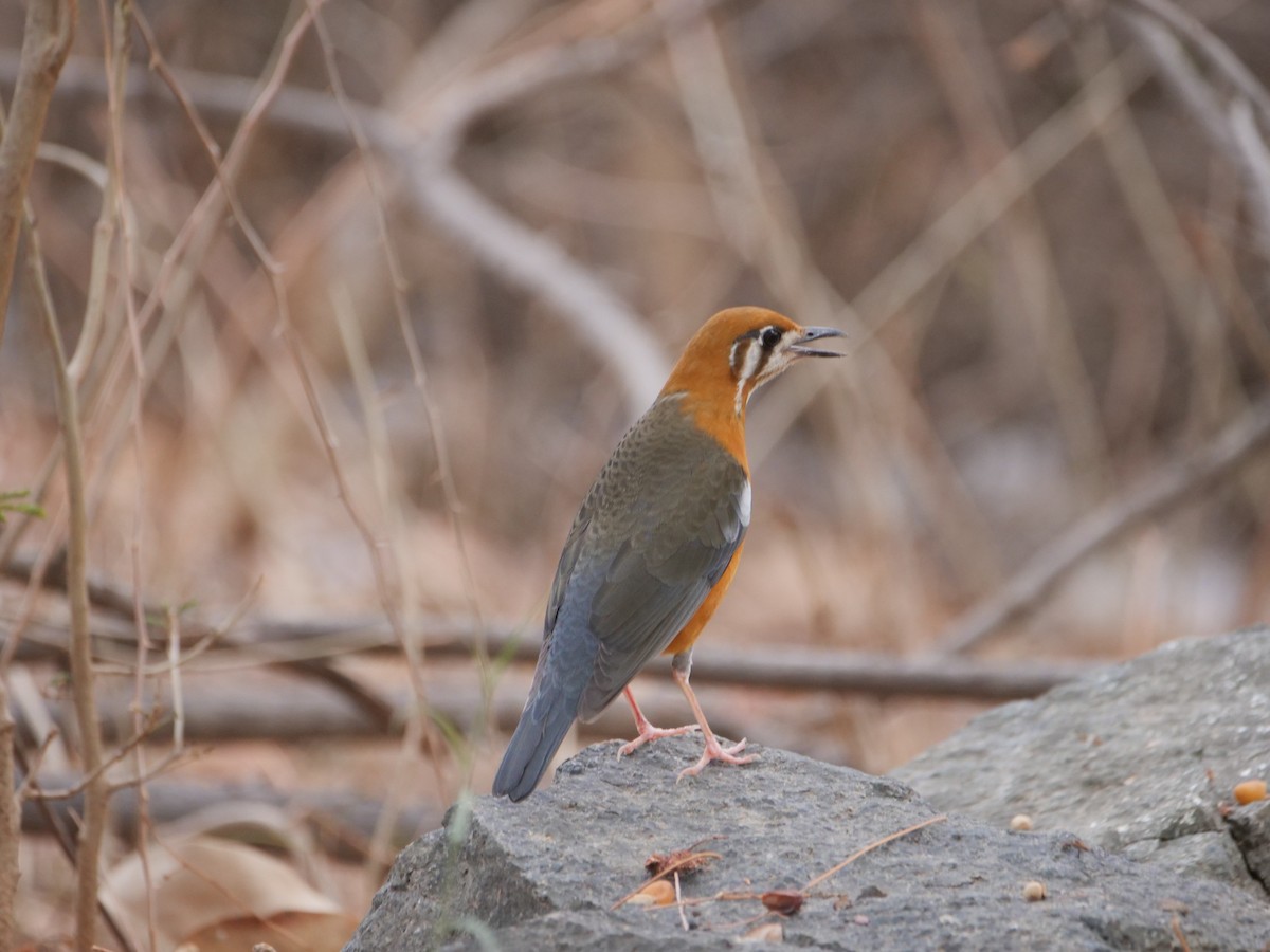 Orange-headed Thrush - ML620731114