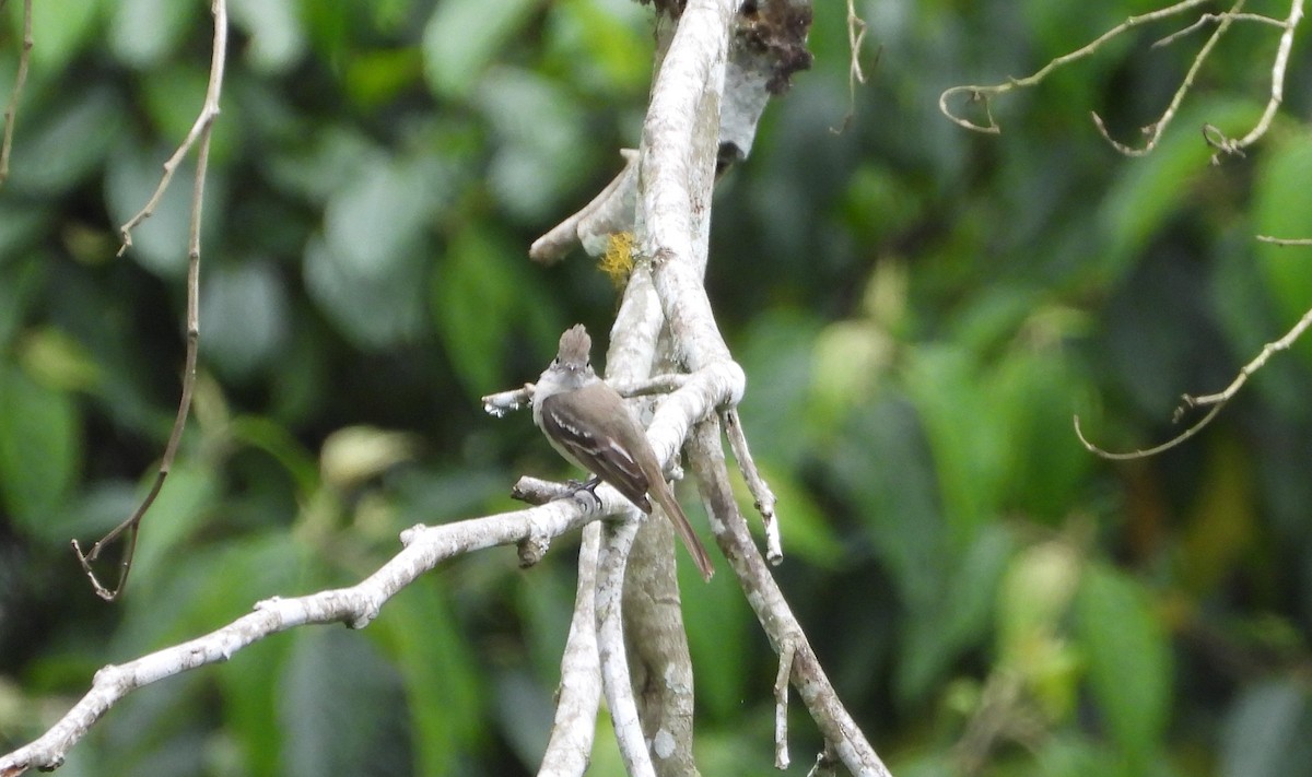 Plain-crested Elaenia - ML620731117