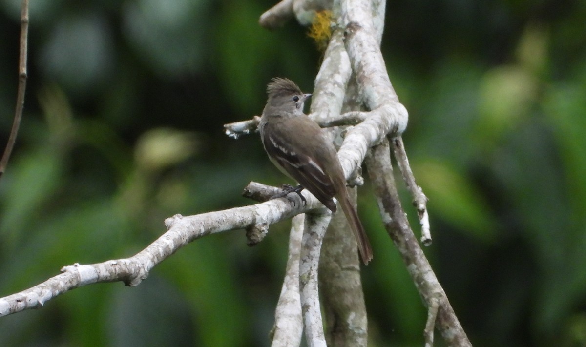 Plain-crested Elaenia - ML620731118