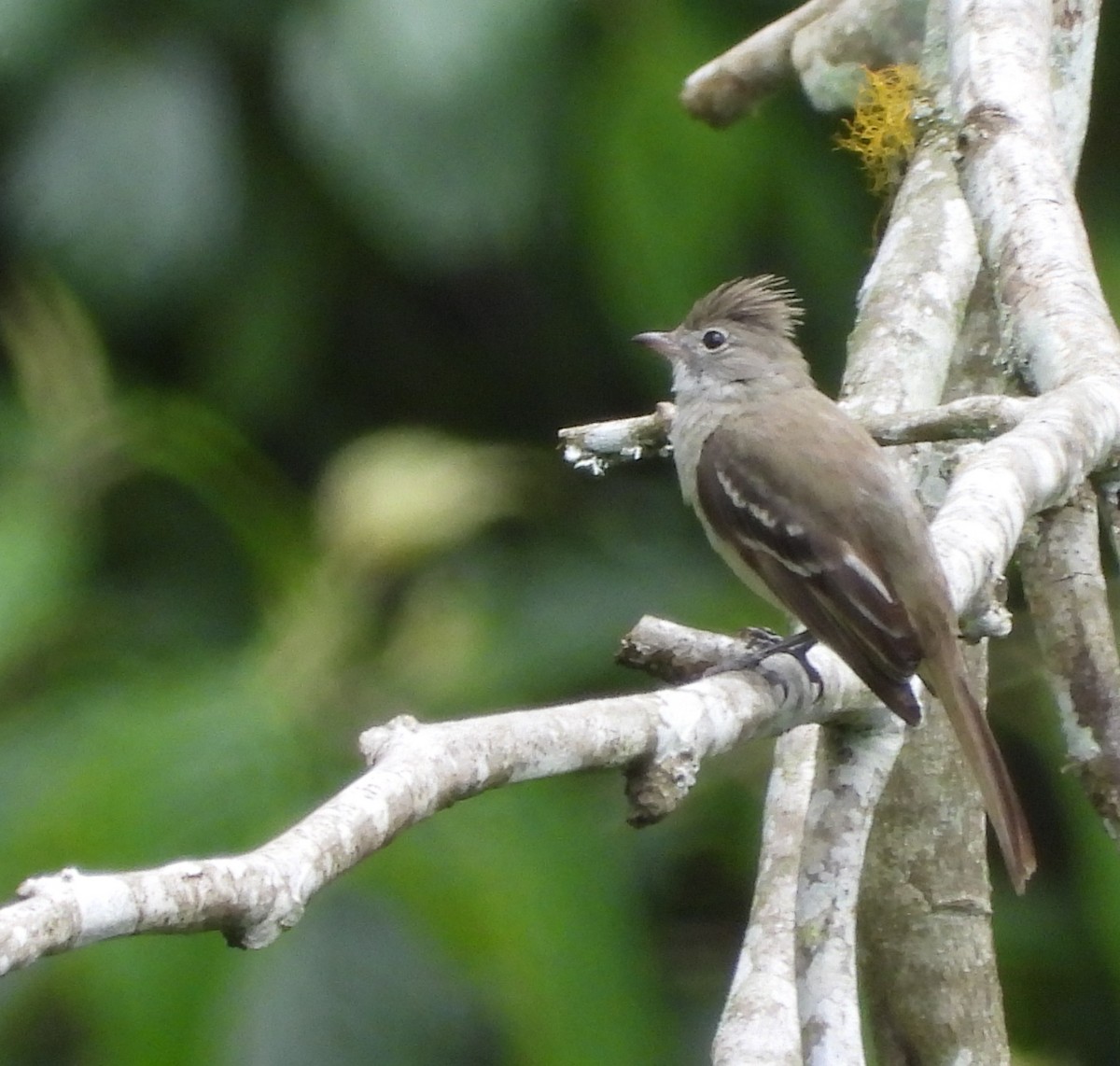 Plain-crested Elaenia - ML620731119