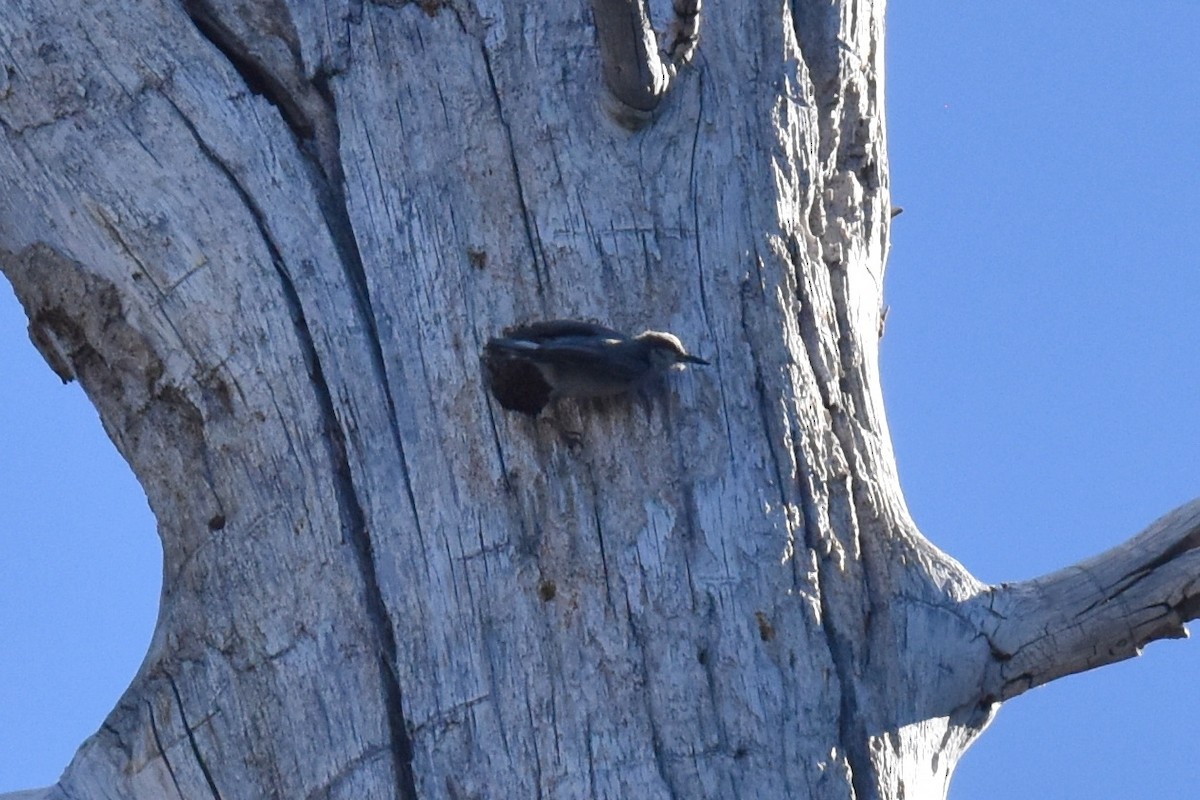 Pygmy Nuthatch - ML620731121