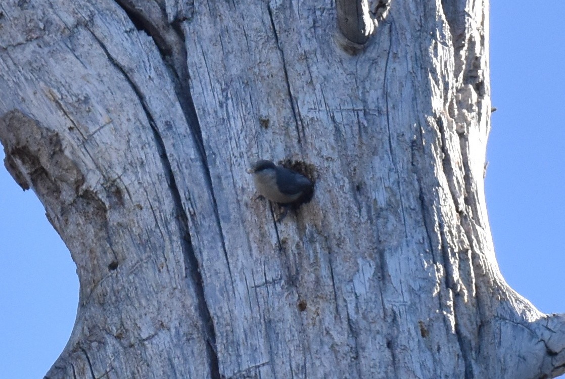 Pygmy Nuthatch - ML620731122