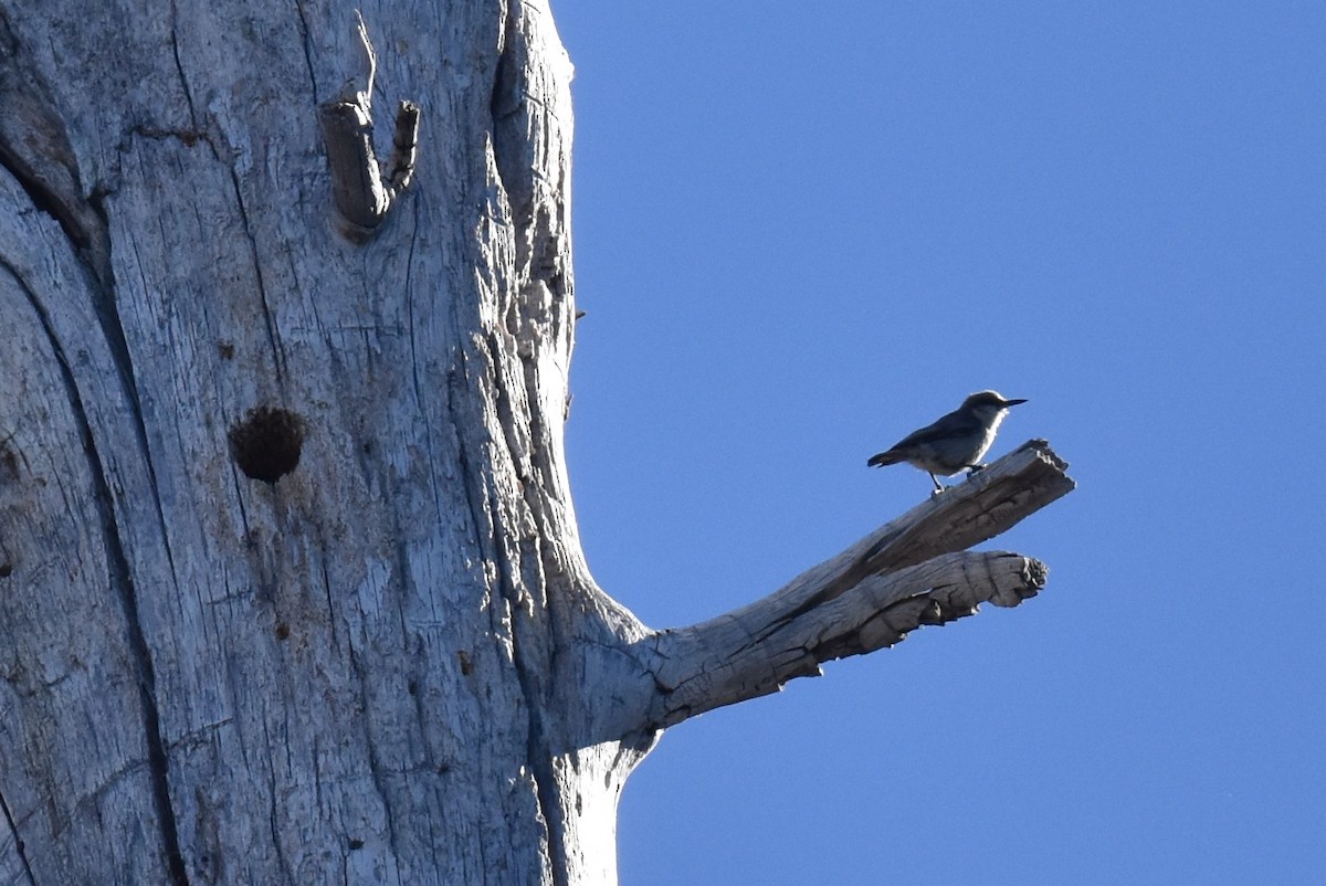 Pygmy Nuthatch - ML620731123