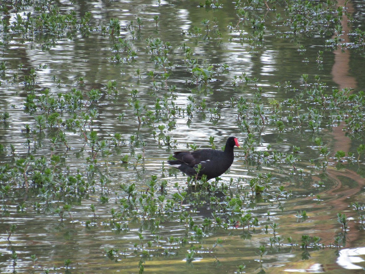 Common Gallinule - ML620731131