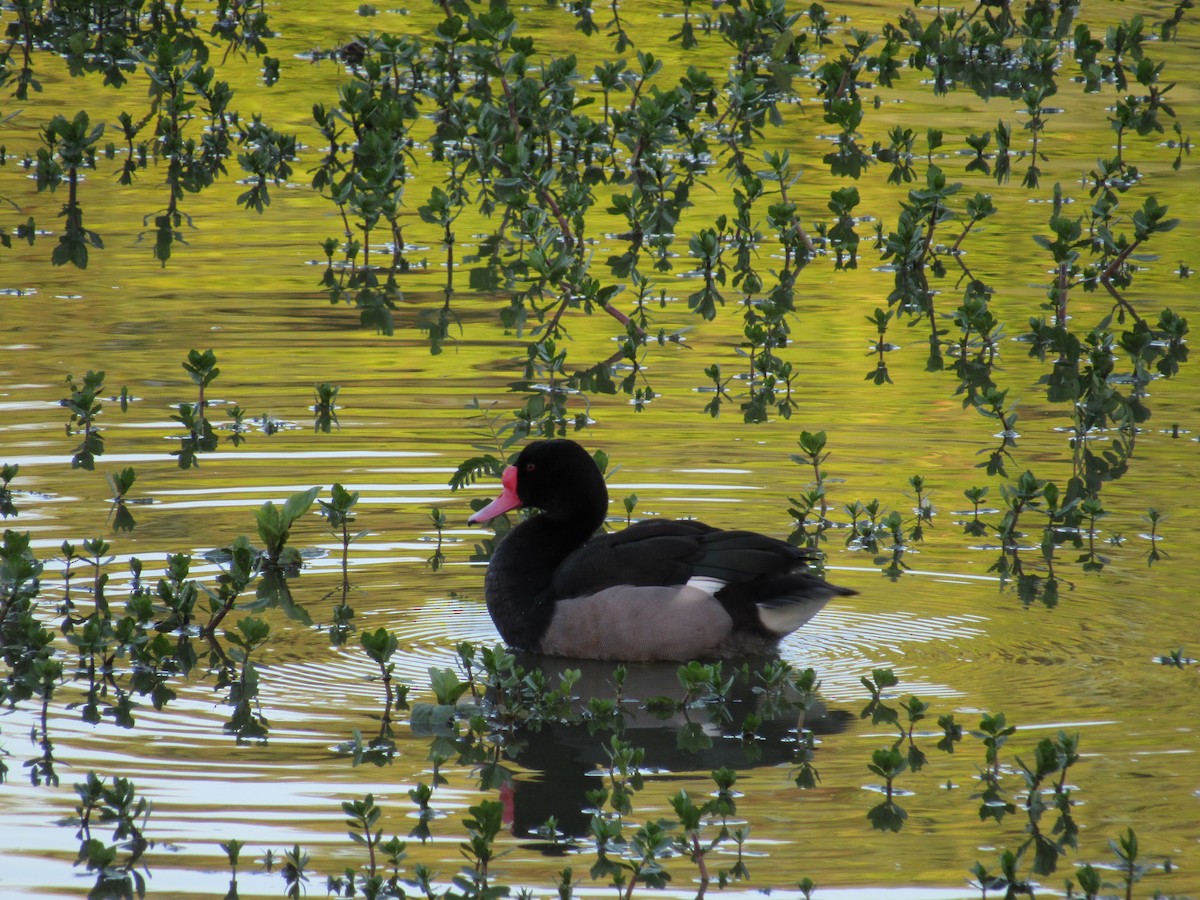 Rosy-billed Pochard - ML620731136