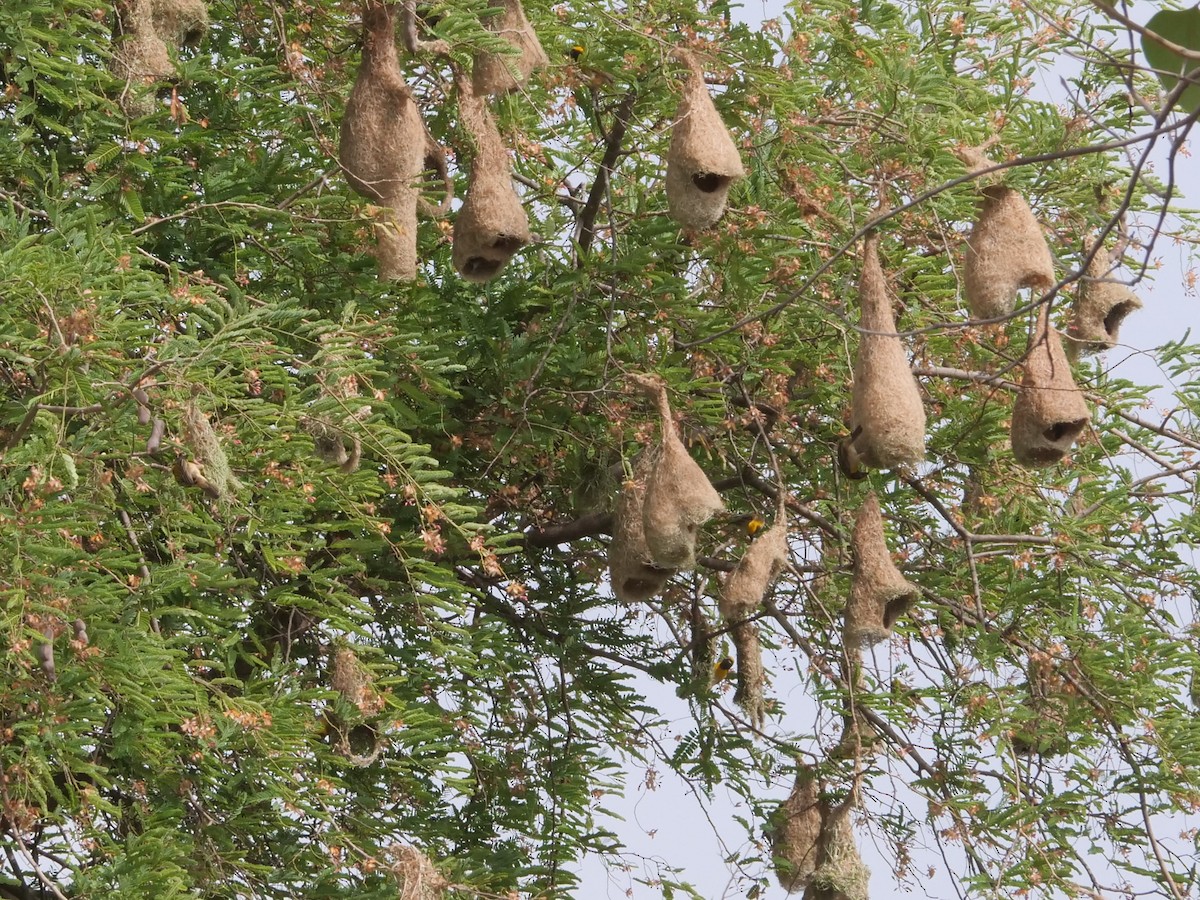 Baya Weaver - ML620731141