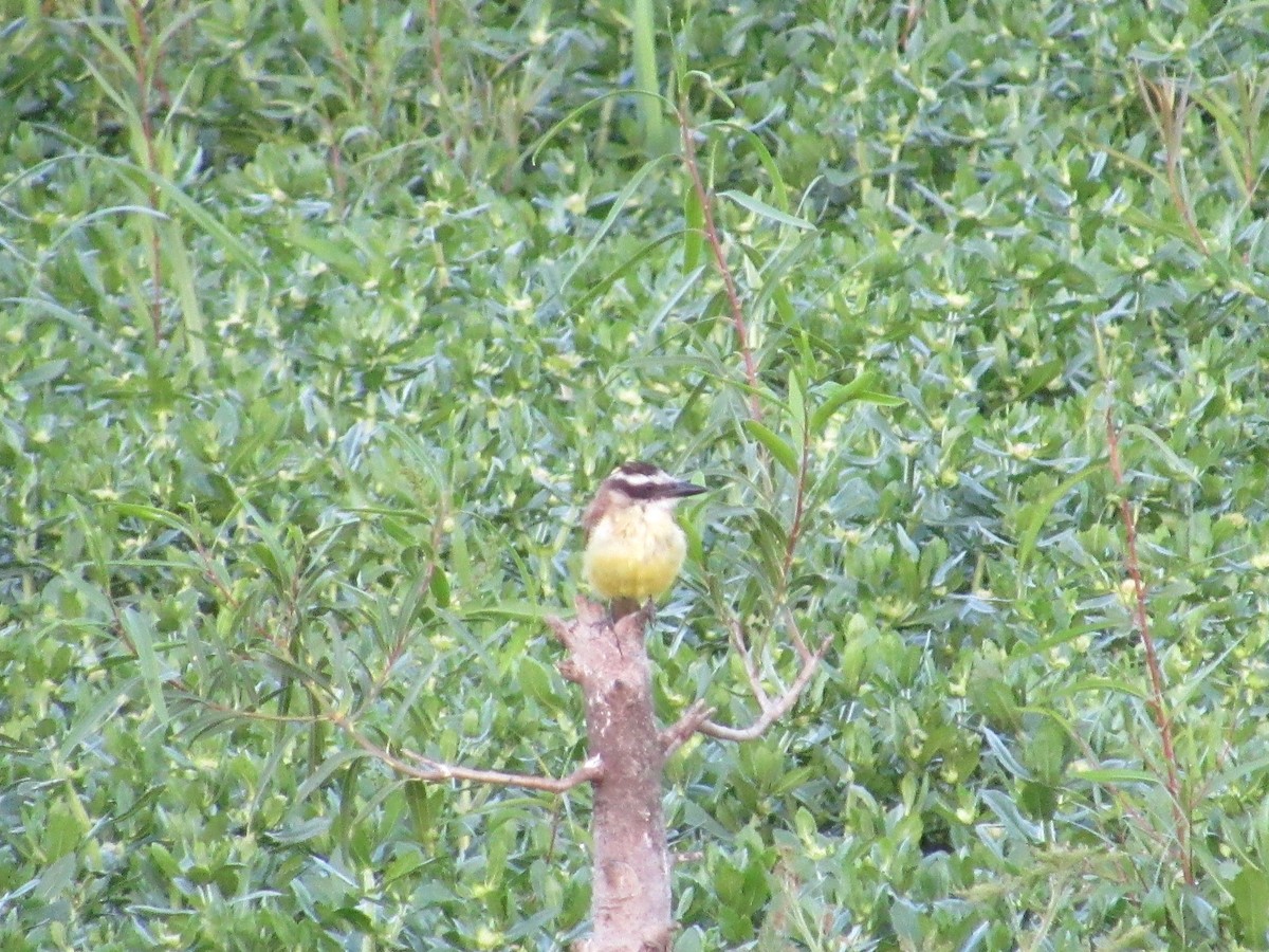 Great Kiskadee - ML620731144