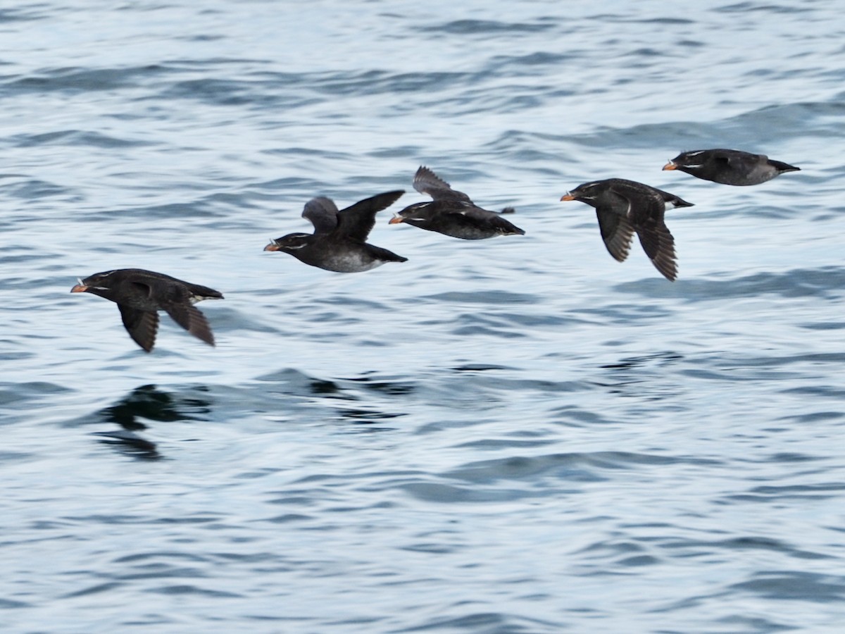 Rhinoceros Auklet - ML620731145