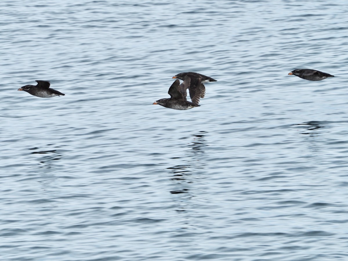 Rhinoceros Auklet - Wendy Feltham