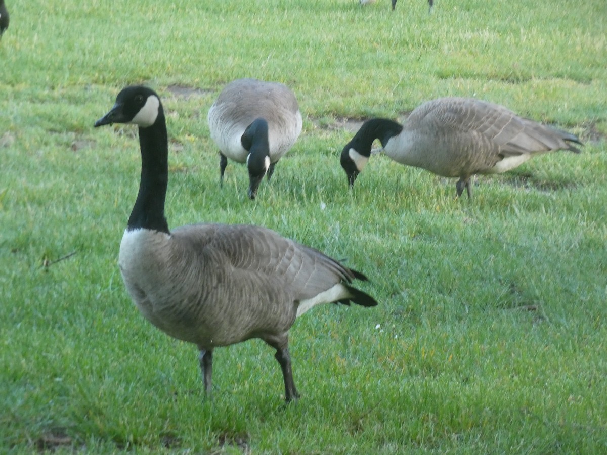 Canada Goose - ML620731147