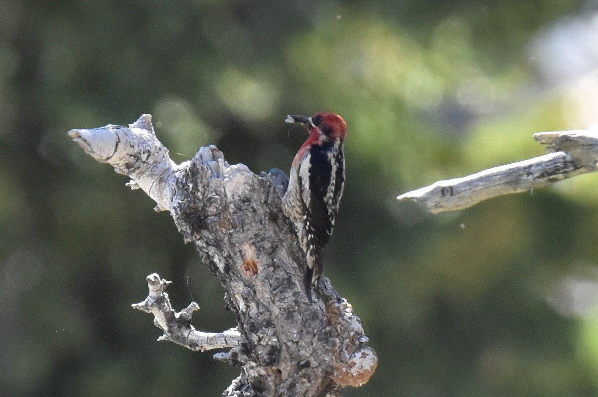 Red-breasted Sapsucker - ML620731148