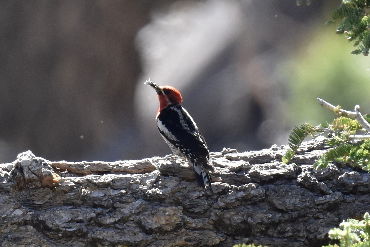 Red-breasted Sapsucker - ML620731149