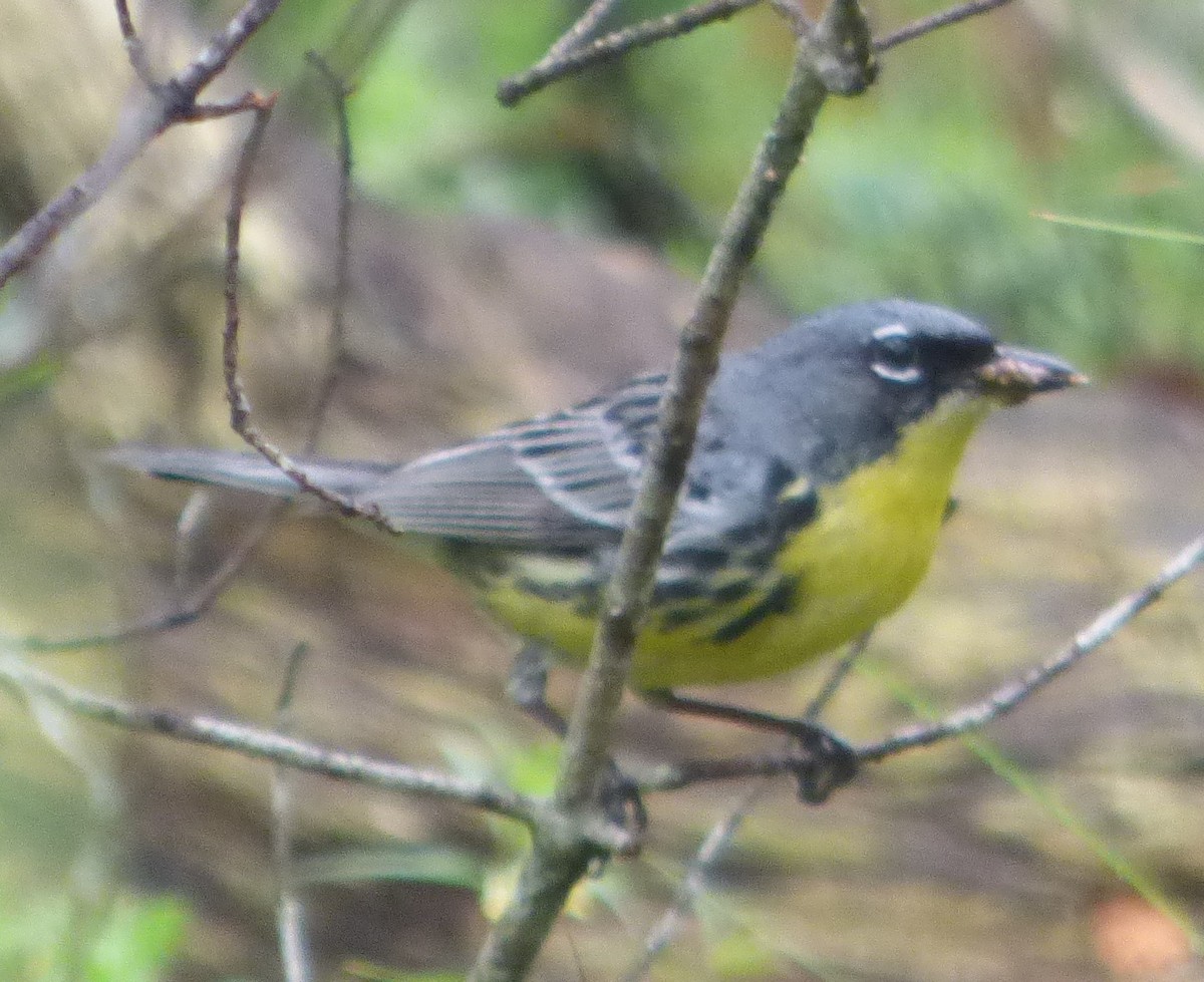 Kirtland's Warbler - ML620731151