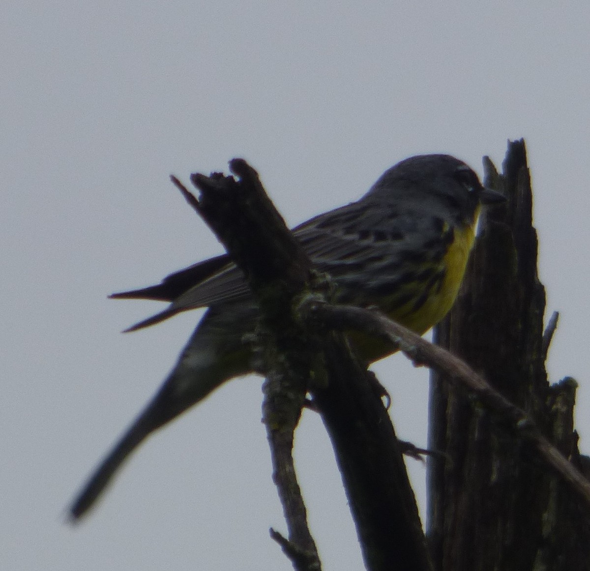 Kirtland's Warbler - ML620731152