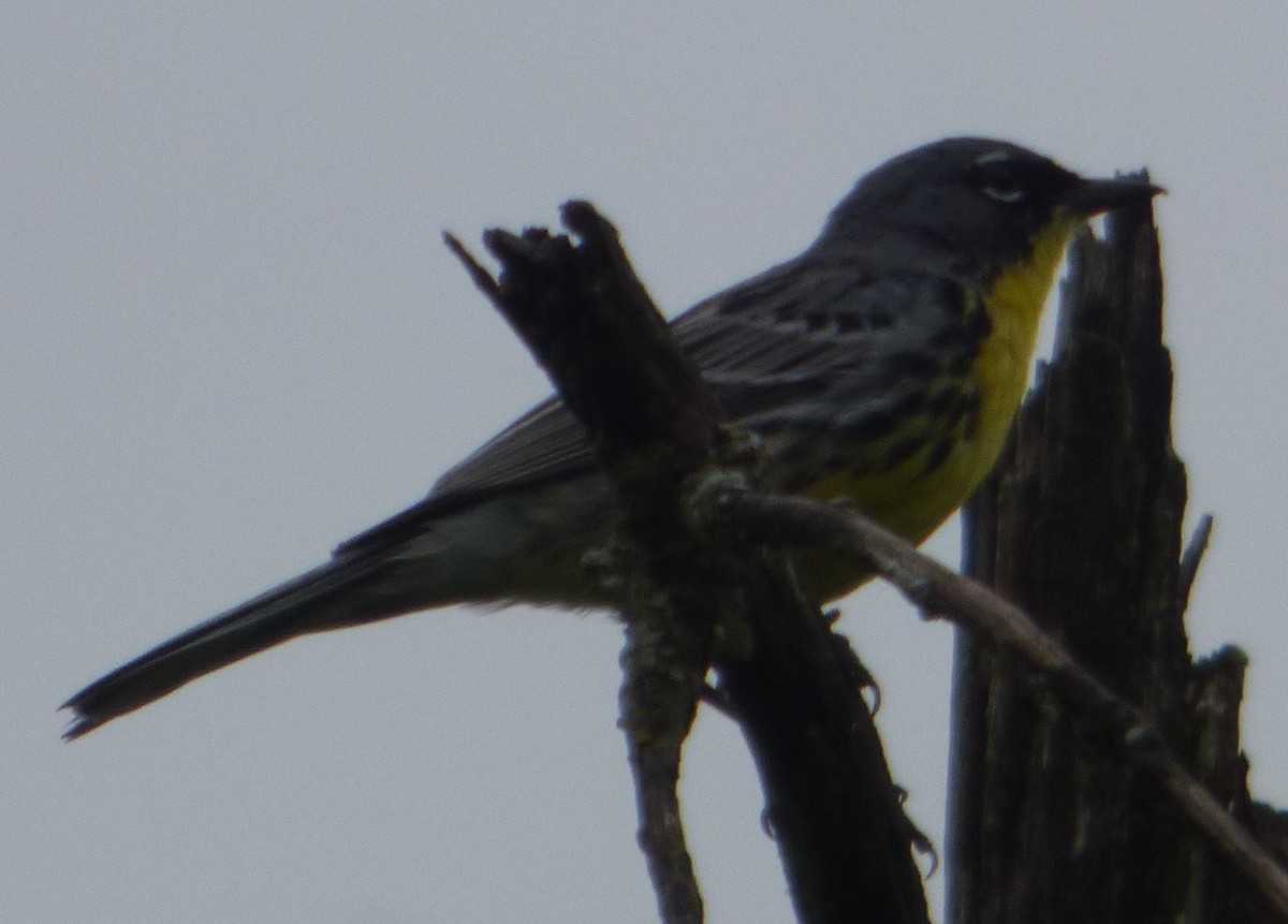 Kirtland's Warbler - ML620731153