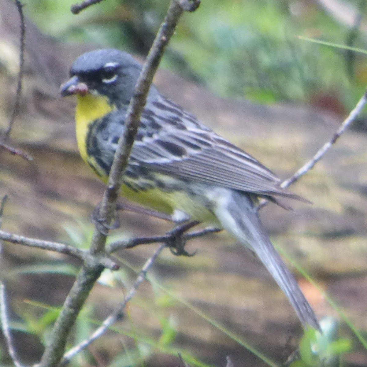 Kirtland's Warbler - ML620731154