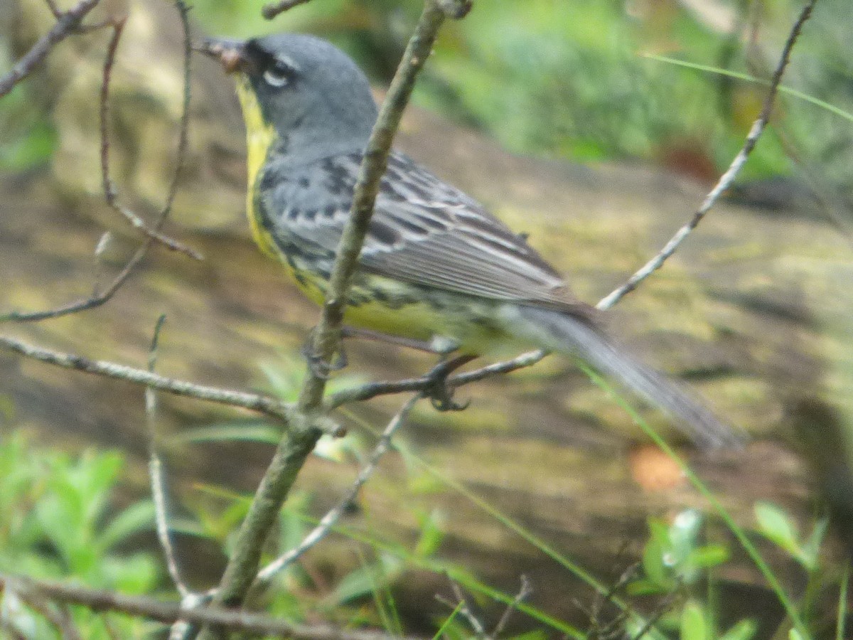 Kirtland's Warbler - ML620731156