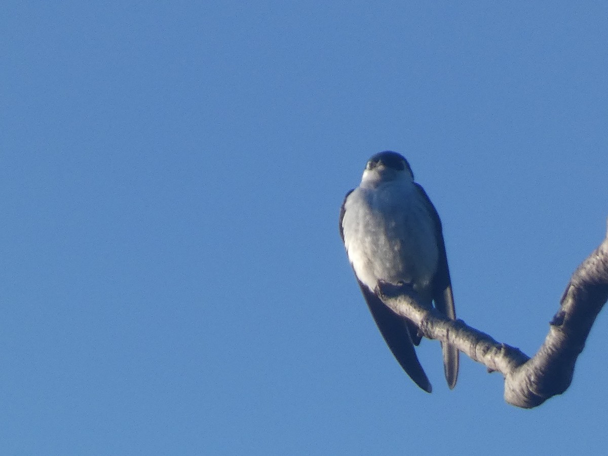 Tree Swallow - ML620731157