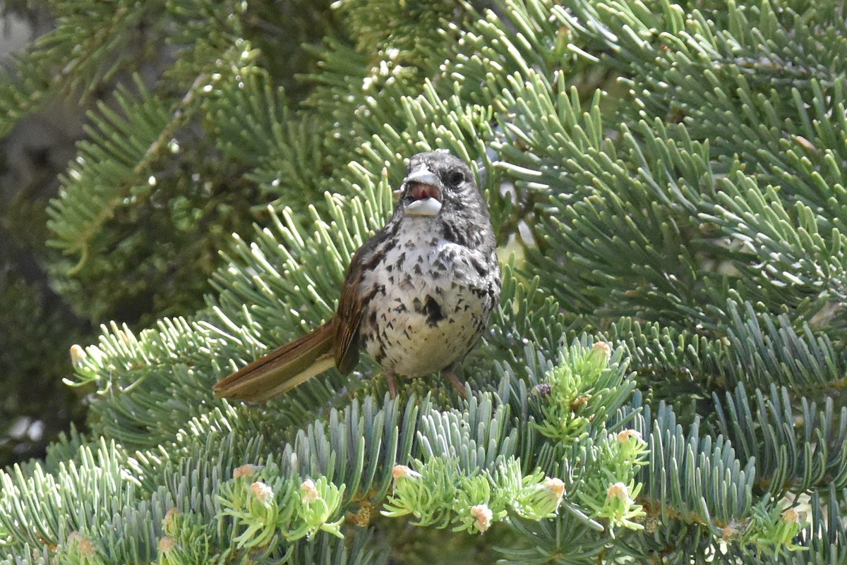 Fox Sparrow (Thick-billed) - ML620731158