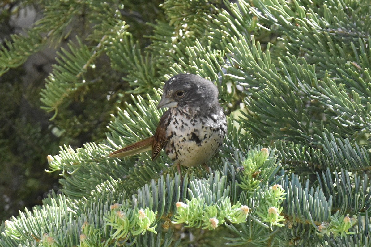 Fox Sparrow (Thick-billed) - ML620731159