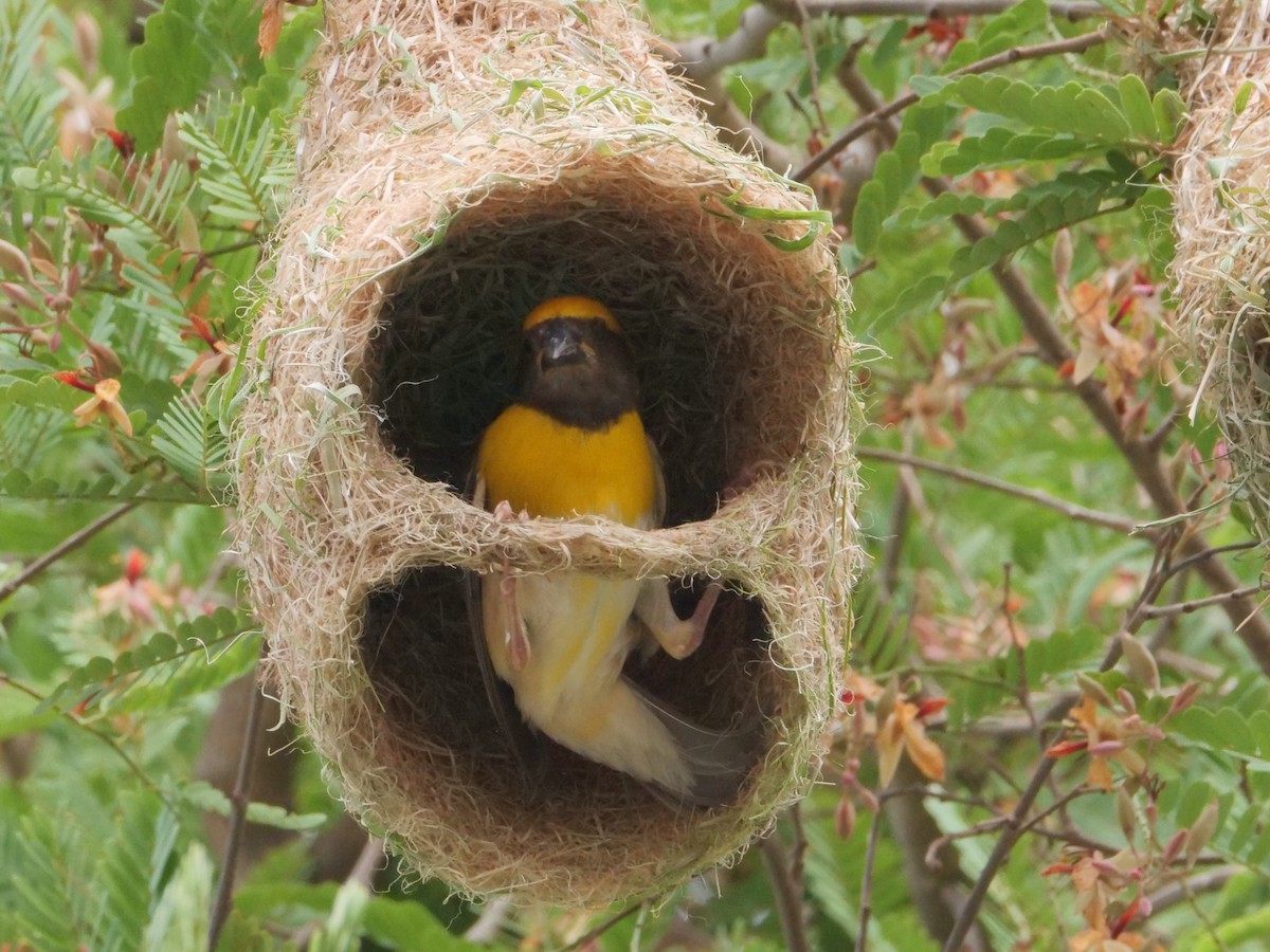 Baya Weaver - ML620731161