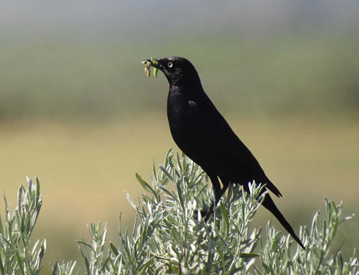 Brewer's Blackbird - ML620731162