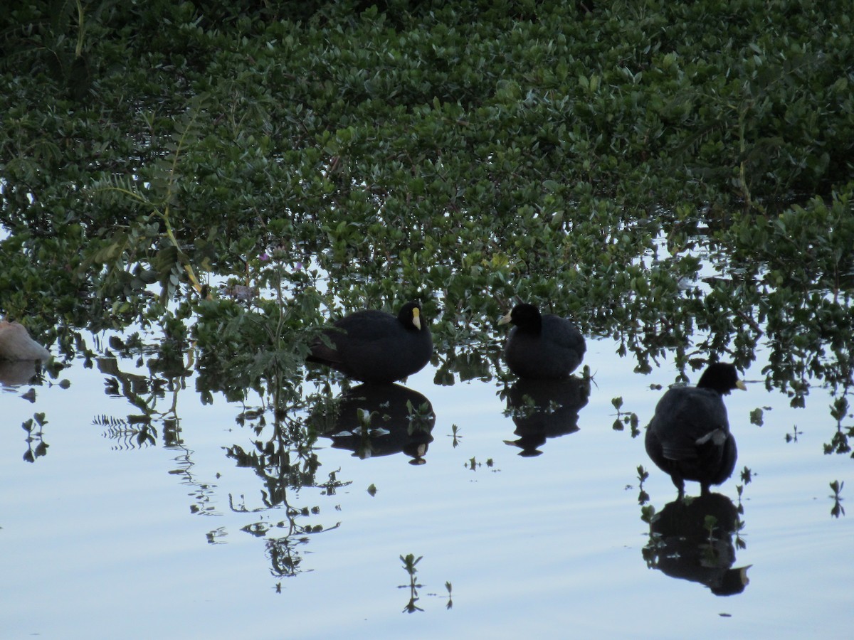 White-winged Coot - ML620731163