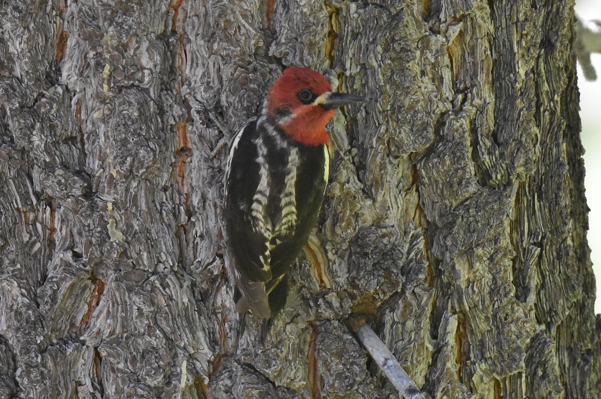 Red-breasted Sapsucker - ML620731164