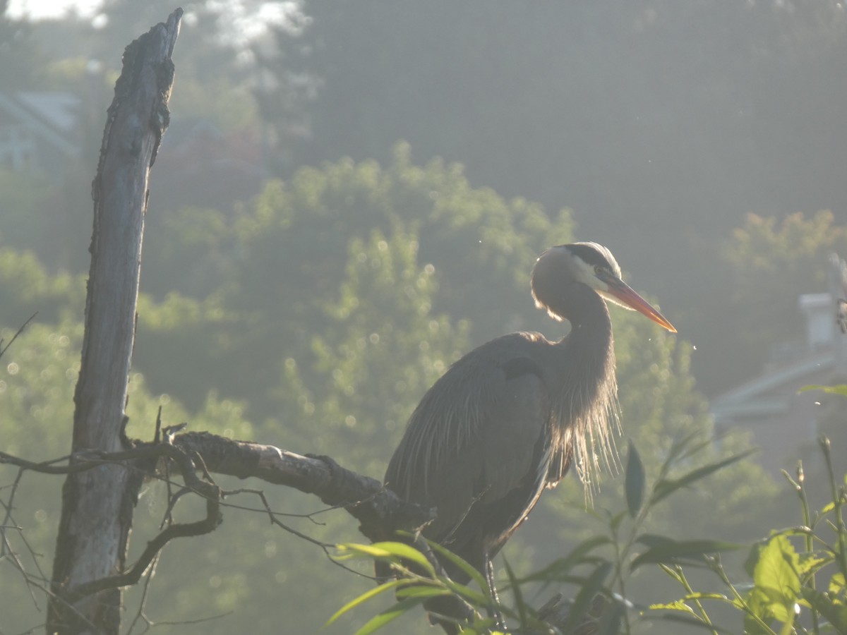 Great Blue Heron - ML620731165