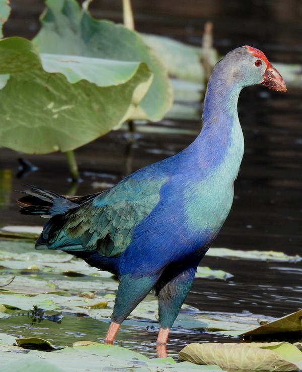 Gray-headed Swamphen - ML620731166