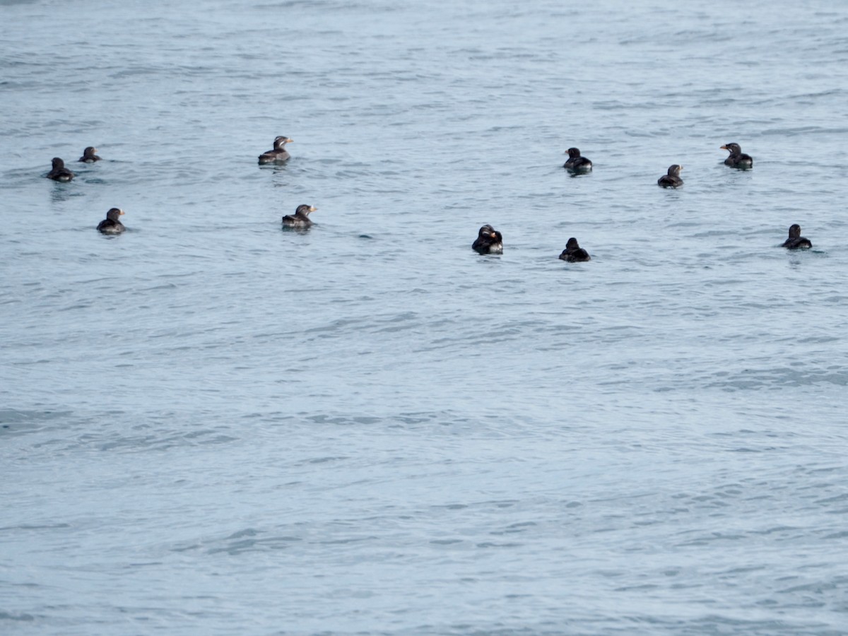 Rhinoceros Auklet - ML620731167