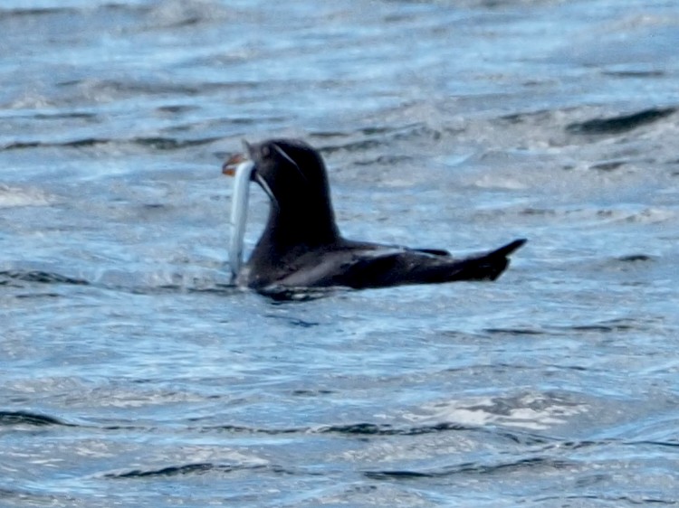 Rhinoceros Auklet - ML620731168