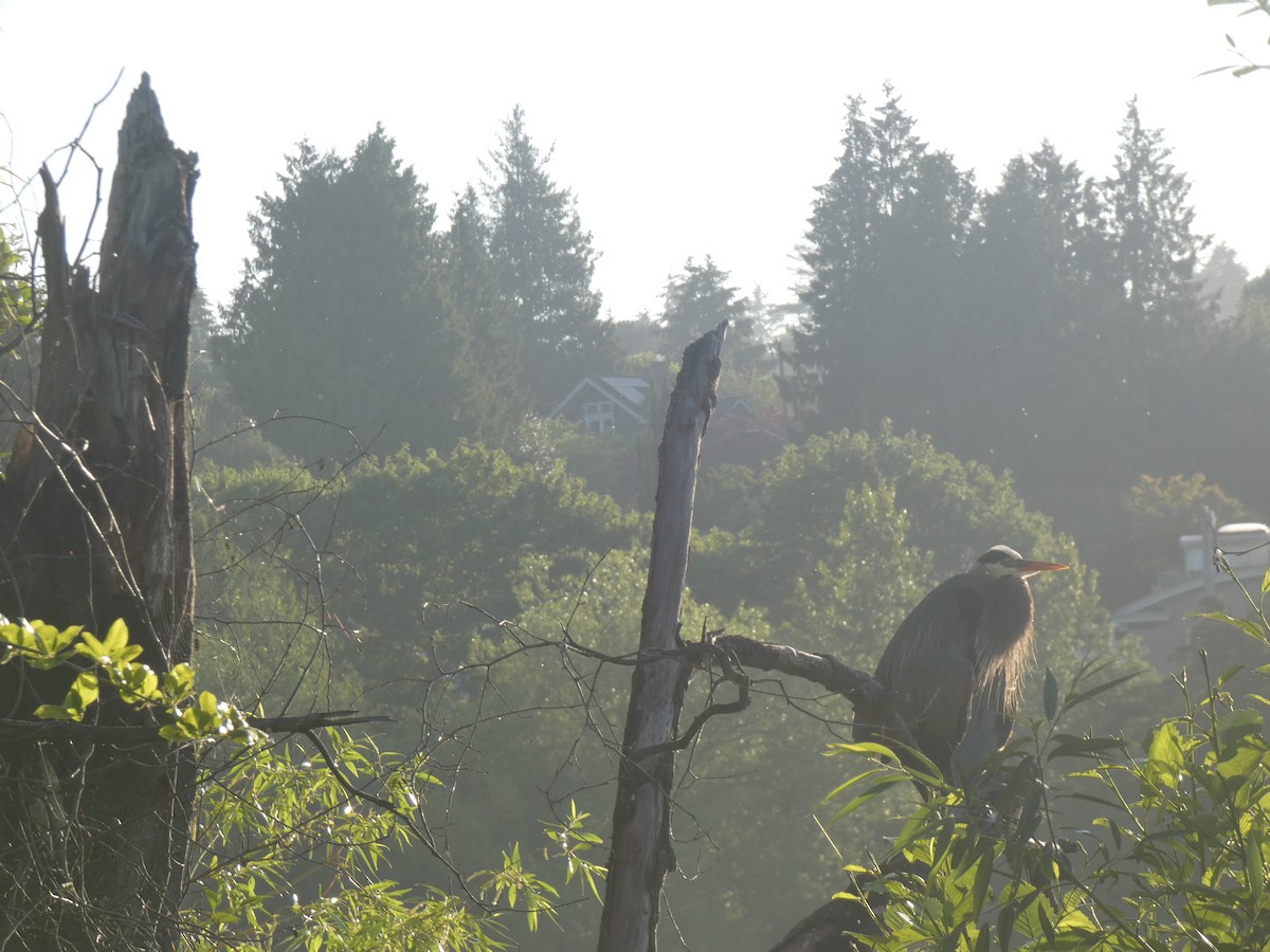 Great Blue Heron - ML620731169