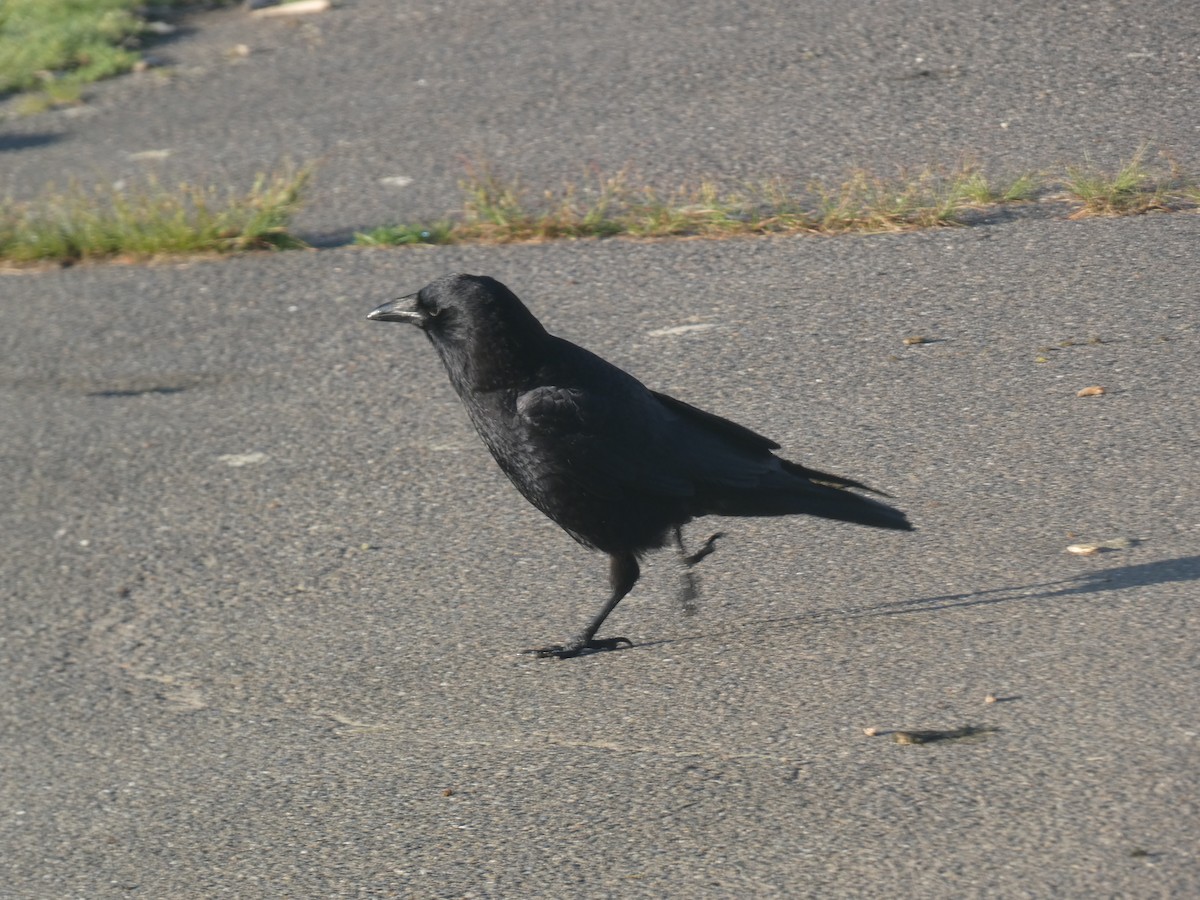 American Crow - ML620731171