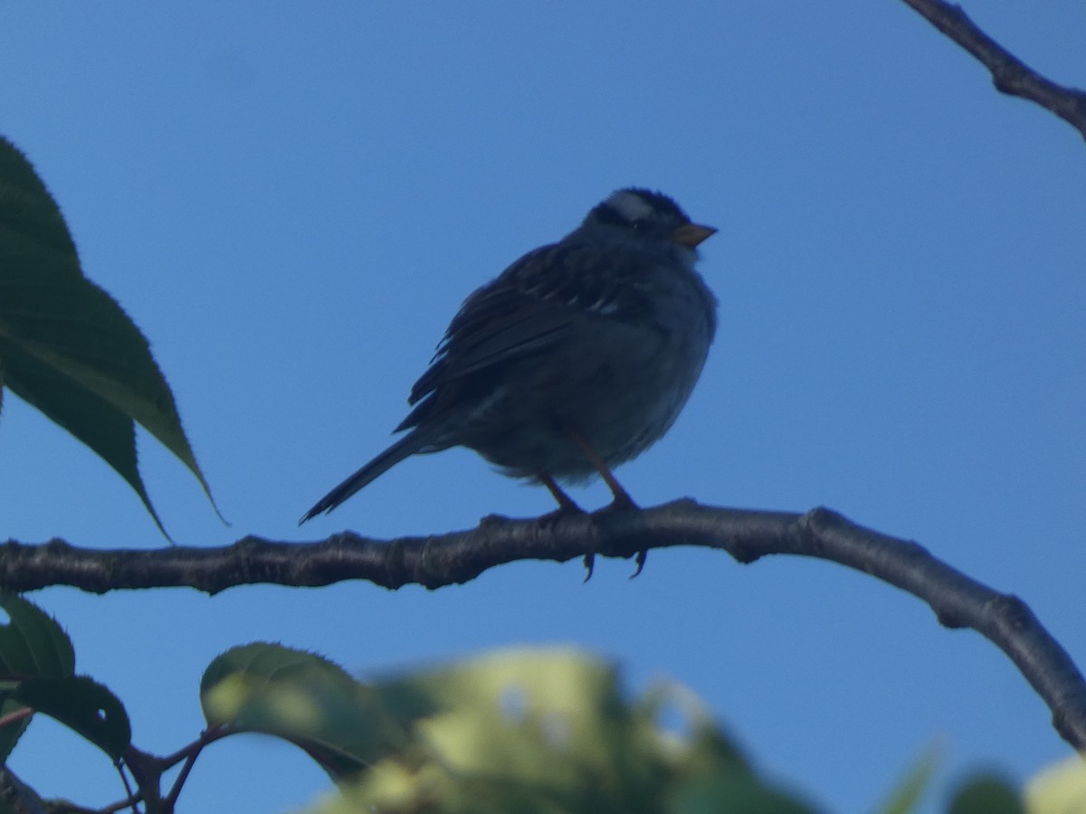 White-crowned Sparrow - ML620731173