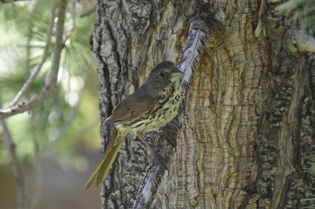 Fox Sparrow (Thick-billed) - ML620731174