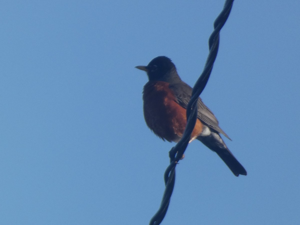 American Robin - ML620731175