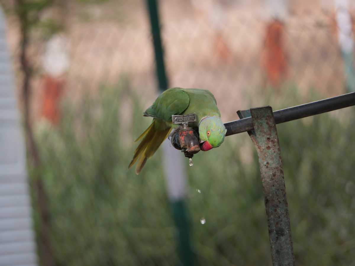 Rose-ringed Parakeet - ML620731178