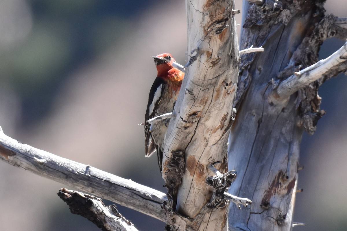 Red-breasted Sapsucker - ML620731182