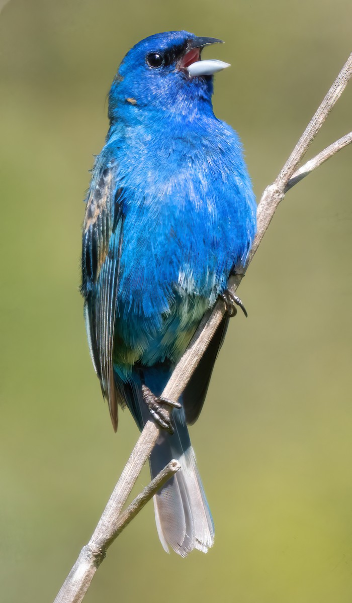 Indigo Bunting - ML620731183